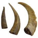 GOAT HORN