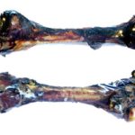 KANGAROO BONE